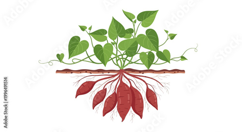 Sweet Potato Plant with Roots and Tubers