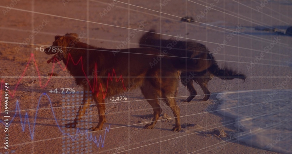 Obraz premium Walking two longhaired dogs along beach near waterline, with paw prints, shadows, financial overlay