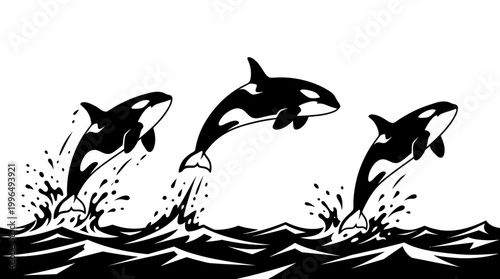 A charming minimalist black and white illustration depicting three majestic orcas joyfully leaping from dynamic ocean waves, symbolizing freedom and marine beauty