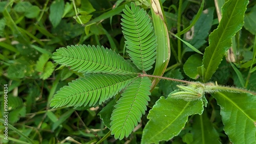Sensitive plant in green grass.