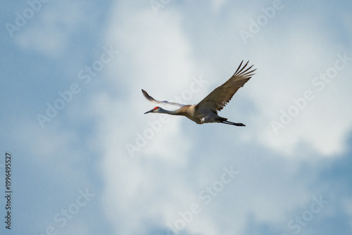 Sandhill Crane in flight