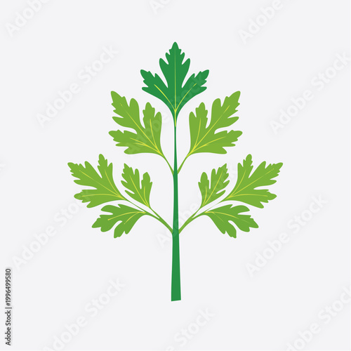 Green Parsley Leaf Illustration