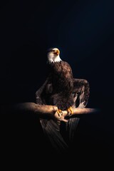 Majestic bald eagle perched on a wooden branch, dramatic low-key lighting, artistic wildlife photography with golden highlights, intense gaze of an American eagle in dark background, pman with a sword