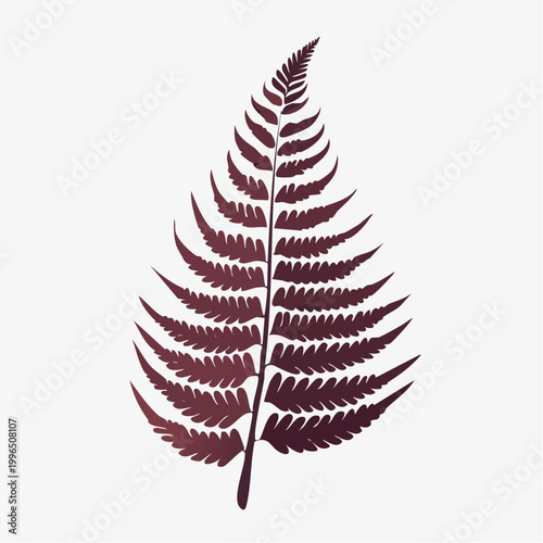 Single Fern Frond Illustration
