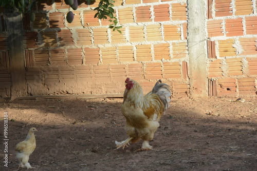 Canvastavla Galo amarelo da raça Brahma com um pintinho.