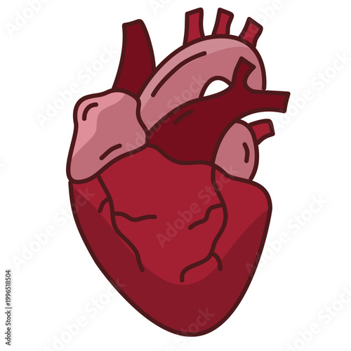 human heart organ anatomy showing aorta and pulmonary arteries for medical study