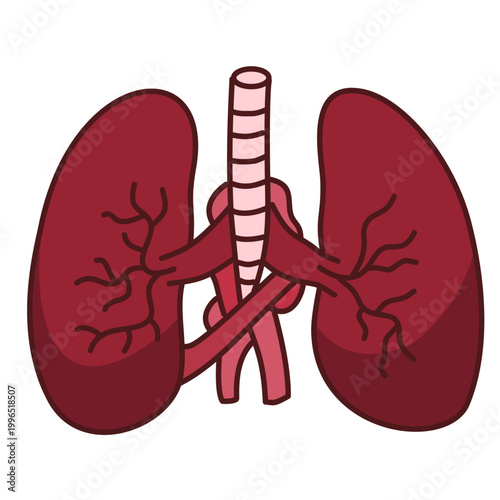 human lungs organ with trachea for respiratory system and breathing function anatomy