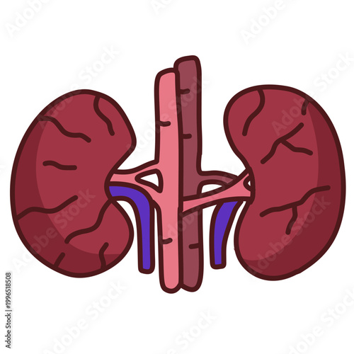 human kidney organ pair with renal arteries for urinary system excretion anatomy