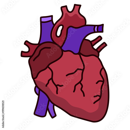 detailed anatomical illustration of human heart organ showing complex cardiac muscle structure