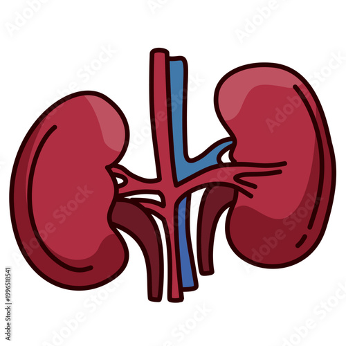 human kidneys anatomy with renal veins and arteries for blood filtration system