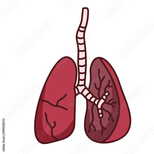 pair of human lungs anatomy showing bronchial tree and healthy respiratory tissue