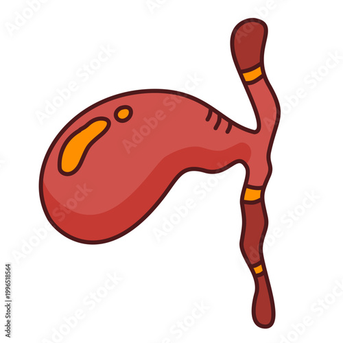 gallbladder anatomy showing bile storage organ connected to digestive system for study