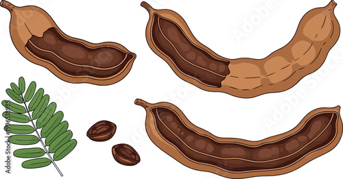 Detailed Tamarind Pod Set with Seeds and Leaves Showing Whole and Open Views for Tropical Food, Spice, Asian Cuisine, and Nature Illustration Designs
