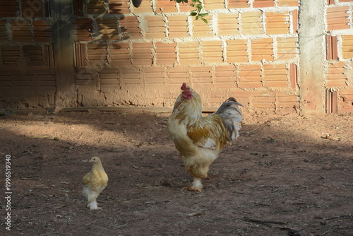 Cuadro en lienzo Galo amarelo da raça Brahma com um pintinho.