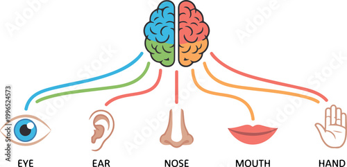 Human brain connected to sensory organs infographic vector representing five senses vision hearing smell taste.