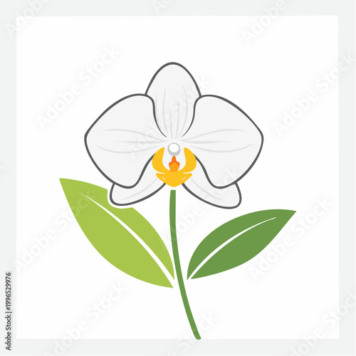 White Orchid Flower with Green Leaves