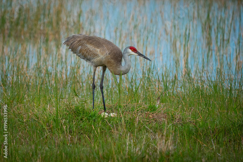 Sandhill Crane with her eggs in the nest