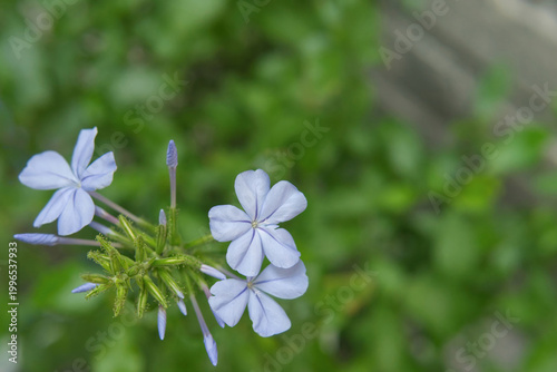 Quadro su tela Close-up of Light Blue Plumbago Flowers in Bloom