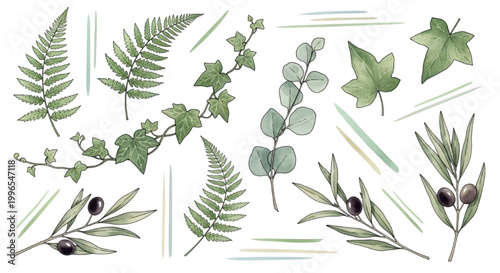Watercolor botanical illustrations of plants, ferns, eucalyptus, ivy and olives on white background