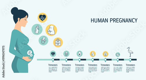 Comprehensive Infographic Timeline Detailing Human Pregnancy Stages, Maternal Health, and Fetal Development Journey with Key Icons