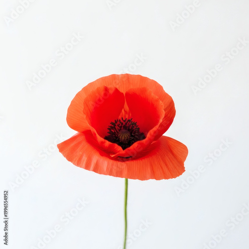 A vibrant red poppy flower against a clean white background