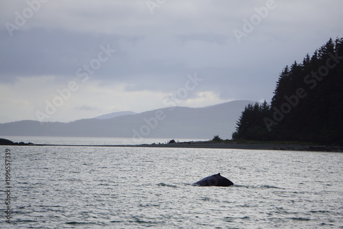 whales in foggy Alaska waters