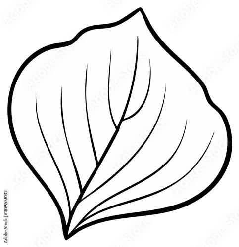 Simple Vector Plantain Leaf Outline Illustration in Black and White, Hand Drawn Plant Element