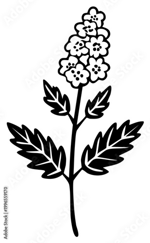 Black and white illustration of a blooming mint plant with delicate leaves and flower clusters.