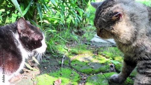 Black and brown cats fighting in the garden. Two angry cats fighting screaming, scratching and biting each other. Angry cats fighting