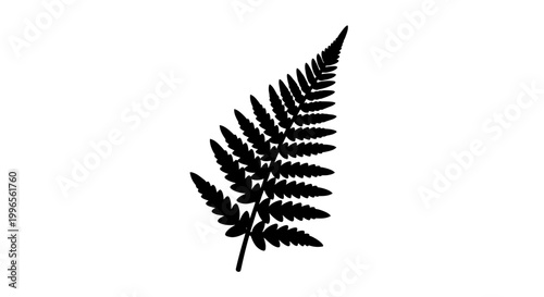 Black Silhouette of a Fern Leaf.