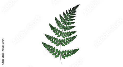 Single Green Fern Frond on White.