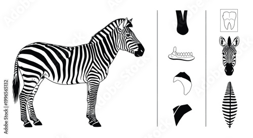 Zebra Side View Vector Illustration Set Including Stripe Patterns Teeth And Head Anatomy Elements For Educational Savanna Wildlife And Biology Graphics