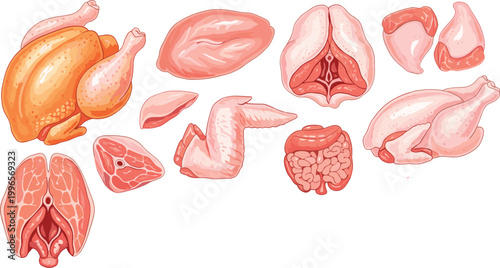 Chicken anatomy and meat cuts set whole poultry organs parts butcher diagram food vector illustration isolated