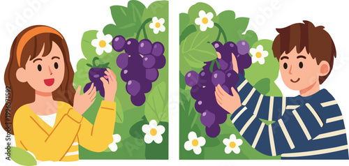 People harvesting grapes vector illustration with man and woman picking fruit in vineyard, agriculture and farming concept isolated on white background