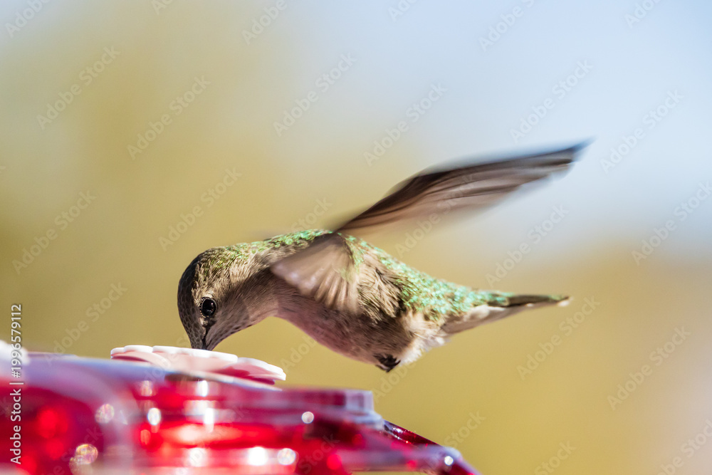 Fototapeta premium Hummingbird at a feeder