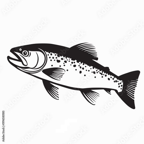 River Trout Fish Vector Illustration Freshwater Fishing Design