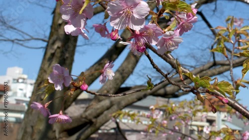 Pink Sakura Flowers Blooming on Branches at Kenrokuen Garden Japan