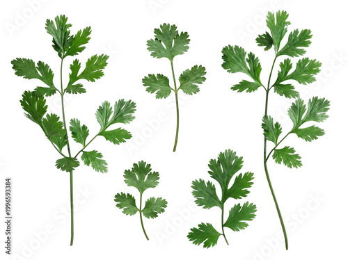 Tableau sur toile Various fresh cilantro sprigs and scattered leaves, bright green and fragrant, isolated on a transparent background