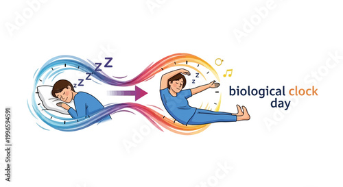 Vector illustration for Biological Clock Day showcasing a person transitioning from sleeping to stretching, depicted against a white background and using a flowing, colorful design