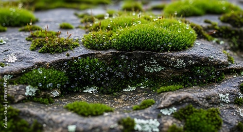 Obraz na płótnie Moss growing on wet stone surface.