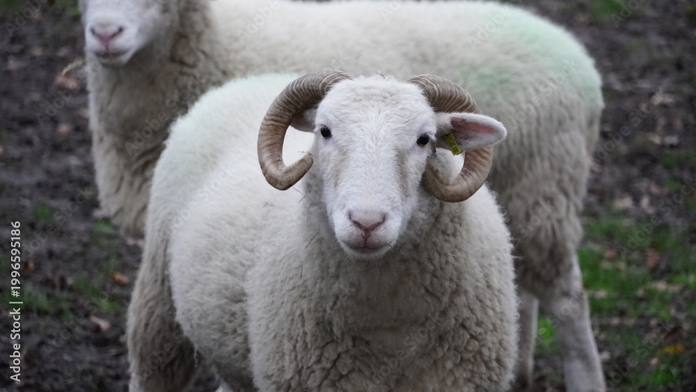 Obraz premium sheep in the field
