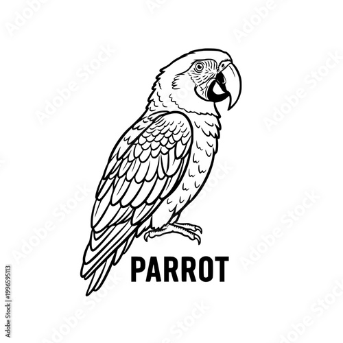 Parrot illustration