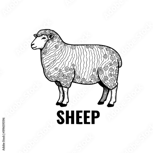 Sheep illustration