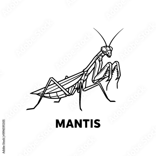 Praying Mantis Illustration