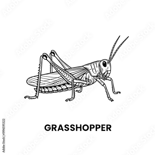 Grasshopper Illustration