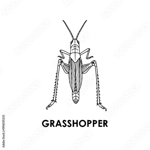 Grasshopper Illustration