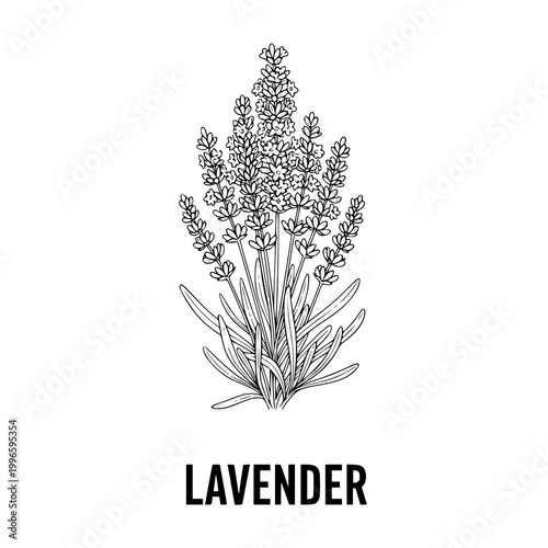 Lavender plant illustration