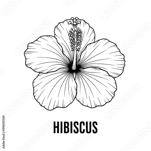 Hibiscus Flower Outline Drawing