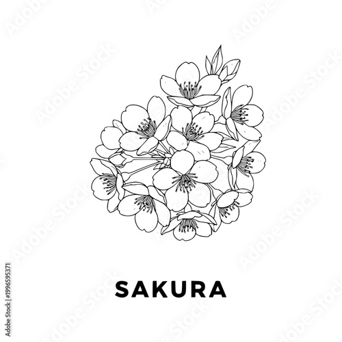 Sakura flower illustration, line art