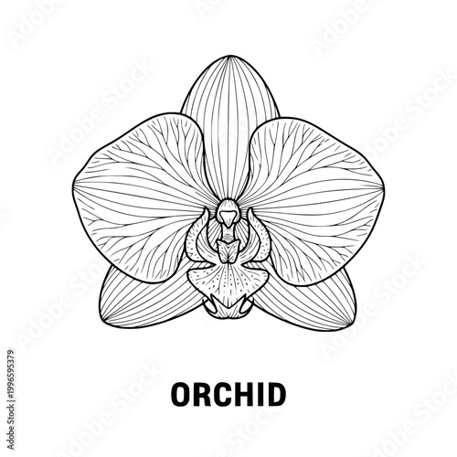 Orchid Flower Outline Drawing